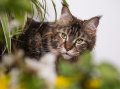 Les chats présents dans les séries Netflix chats présents dans les séries Netflix