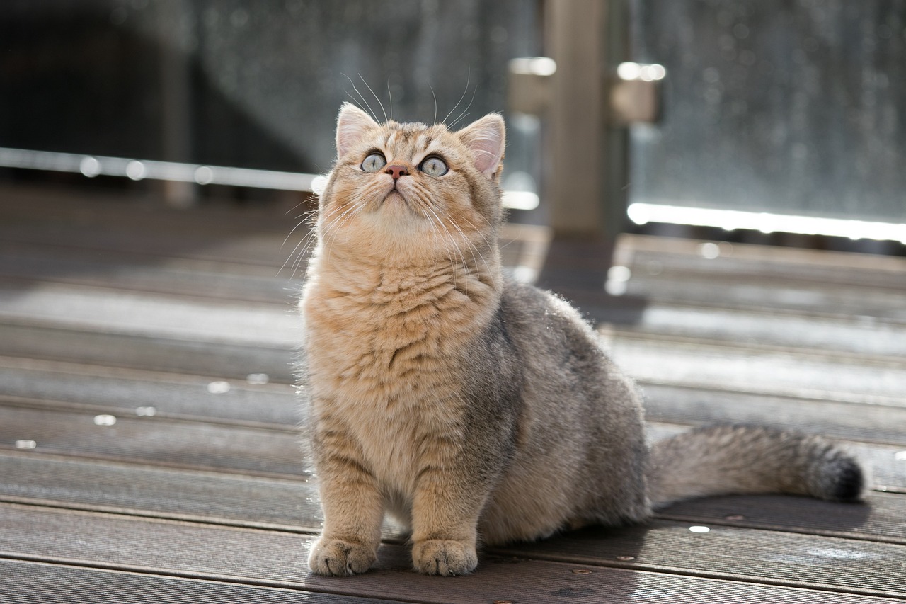 chat British Shorthair